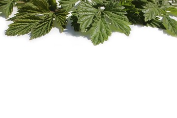 Hop leaves close-up.  Green hops field. Fully grown hop bines. Hops are main ingredients in Beer...