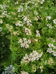 Dhaniya, coriander green natural and wallpaper background. Nepal