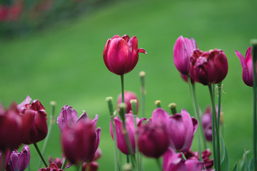 Spring Flowers British Columbia Canada