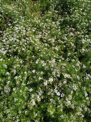 Dhaniya, coriander green natural and wallpaper background. Nepal