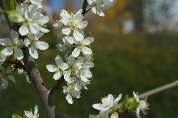 Pflaumen Baum in Blüte