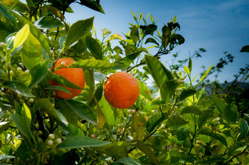 zdjęcie przedstawiające pomarańcz na gałązce rosnącą w ogrodzie w górach Hiszpanii  w...