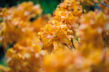 Spring Flowers British Columbia Canada