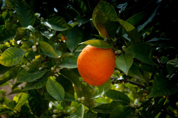 zdjęcie przedstawiające pomarańcz na gałązce rosnącą w ogrodzie w górach Hiszpanii  w słońcu wiosną
