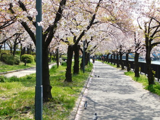 桜の花が散り始めた毛馬桜之宮公園の遊歩道を散歩する人々