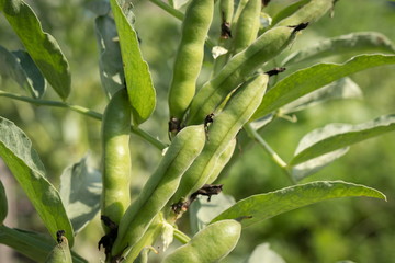 Pods of ripened Russian black beans on a plant stem on a sunny day.
