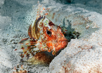 Common Lionfish and sea cucumber on the sandy bottom.