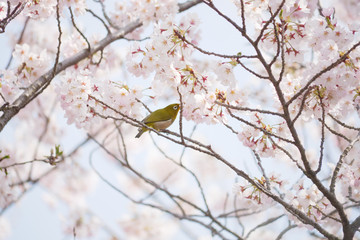 満開の桜とメジロ © komta