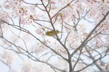 満開の桜とメジロ