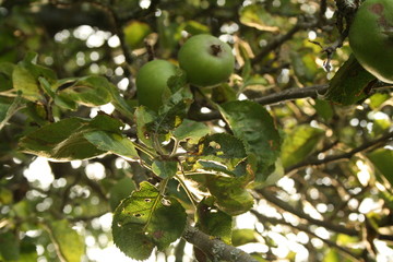 green apple tree
