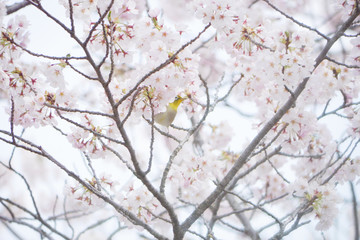 満開の桜とメジロ