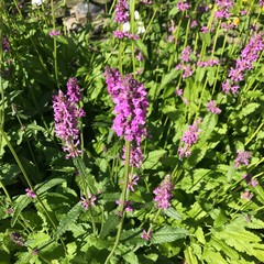 Naklejka premium Norway Wildflowers