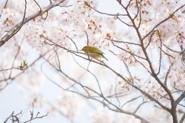 満開の桜とメジロ