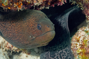 The Moray eel tries to hide its long body under the coral while waiting for prey.