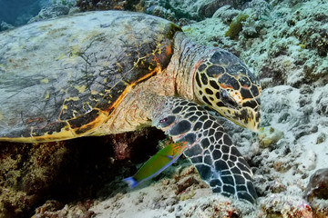 Fototapeta premium n endangered animal-a beautiful green turtle with large eyes feeds on a coral reef.