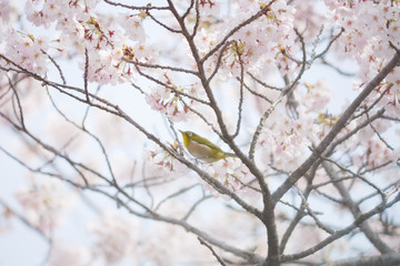 満開の桜とメジロ