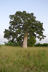 Fototapeta na wymiar African Tropical Tree, West Africa