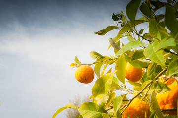 zdjęcie przedstawiające pomarańcz na gałązce rosnącą w ogrodzie w górach Hiszpanii  w słońcu wiosną
