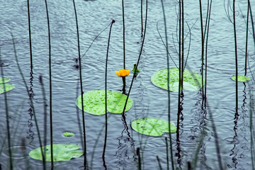 Rainy day. Raindrops are visible on the water and on the leaves of the water Lily. Valdai national Park.