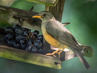 Olive thrush