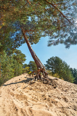 Pine forest in sand dunes.  A wind-bent pine tree clings to the sand with its curiously curved old roots.