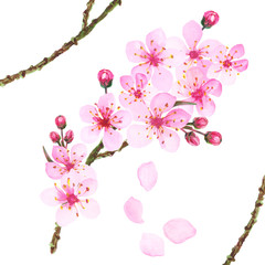 Watercolor illustrated branch of Japanese cherry tree blooming flowers in pink ink color hand painted.