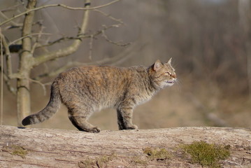 portrait of cat, horse on tree trunk