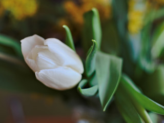 closeup of a white tulip on an abstract background