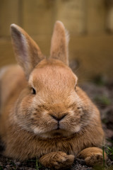 rabbit in the grass