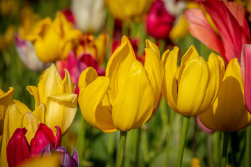 Obraz premium Close up of tulips