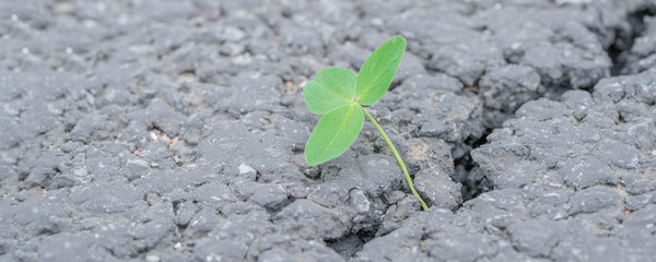 green sprout grows through a crack in the asphalt