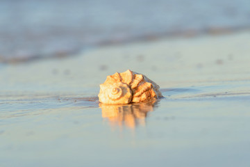 beautiful shell lies on the beach, next to the azure water of the sea