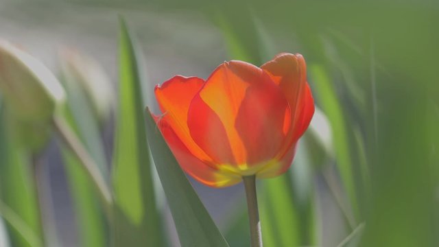 Beautiful red tulip flower in the small field bloom  in the sunlight in spring garden. Close up 4K