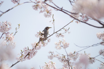 満開の桜とヒヨドリ