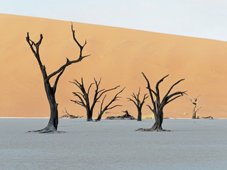 Dead camel thorn trees in Dead Vlei, Namibia