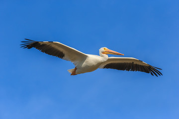 Fototapeta na wymiar A flying American white pelican (Pelecanus erythrorhynchos) a large aquatic soaring bird