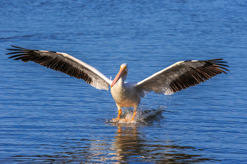 Fototapeta na wymiar A American white pelican (Pelecanus erythrorhynchos) a large aquatic soaring bird landing on water in a lake
