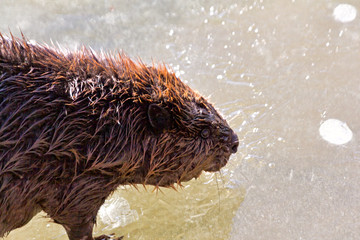 Beaver On Frozen River