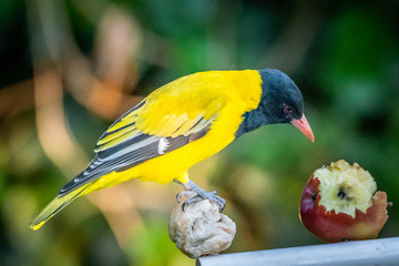 black-headed oriole