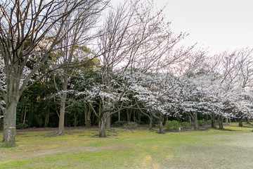 香澄公園の桜　千葉県習志野市　日本