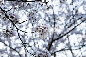 香澄公園の桜　千葉県習志野市　日本