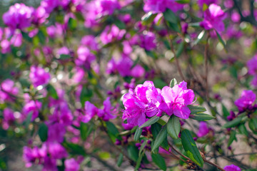 Close-up view to blooming Rhododendron bush with purple flowers