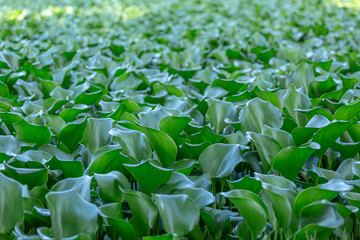 Detailed view of a common green water hyacinths on the lake bank