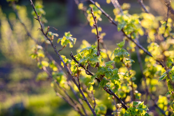 currant bush in the spring garden