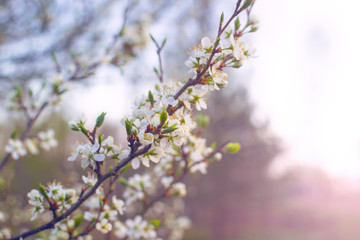 Blooming sour cherry (Prunus cerasus) at spring