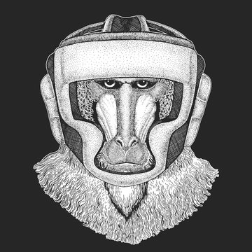 Baboon, monkey, ape. oxing helmet. Boxer. Head, portrait of animal.