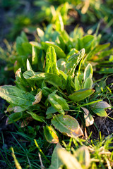 sorrel in the spring garden