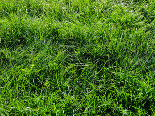 Trawa zielona w ogrodzie
