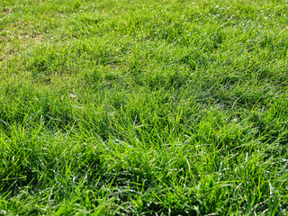Trawa zielona w ogrodzie
