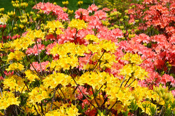 Cold hardy rhododendron hybrids of orange and yellow-flowering rhododendron richly blooming in a flower bed in late spring.